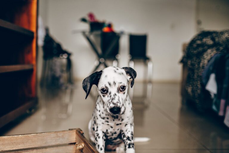 Egy dalmata kutya szeparációs szorongástól szomorúan ül egy nappaliban és a kamerába néz.