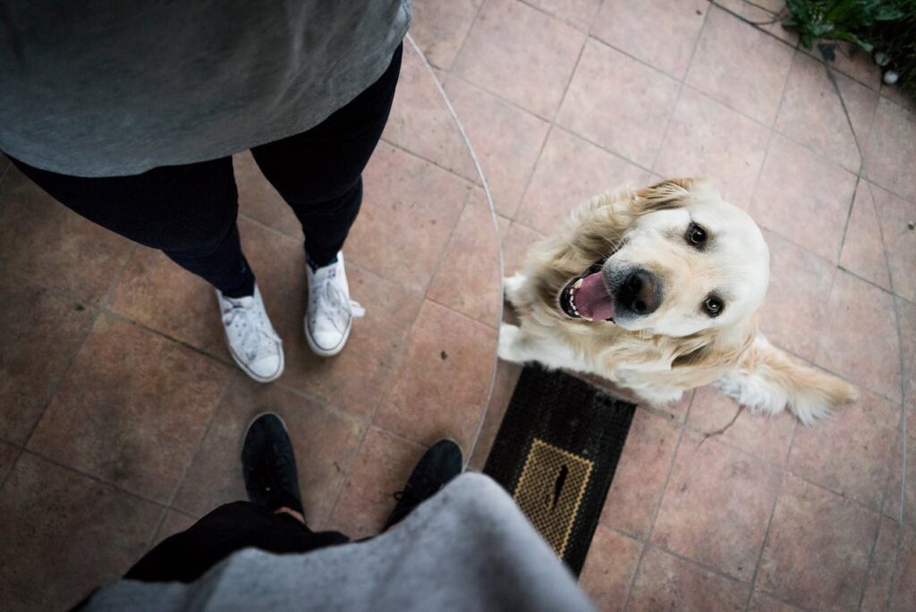 Labrador nyugodtan ülve üdvözli a vendégeket a kutyaugrálás megszüntetése után.