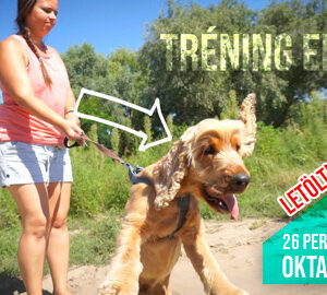 Bélyegkép a laza séta kutya tréning oktatóvideóhoz, ha húz a kutyád pórázon.