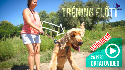 Bélyegkép a laza séta kutya tréning oktatóvideóhoz, ha húz a kutyád pórázon.