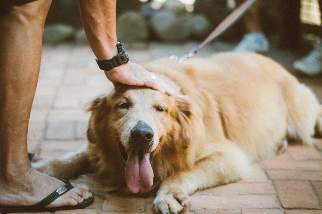 Retriever kutya testbeszéde alapján nem örül a simogatásnak.