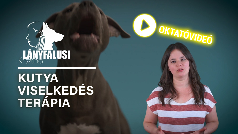 Lányfalusi Krisztina kutyaviselkedes terápia tréning videó. Kutyát szobatisztaságra tanítása oktatóvideó nyitóképe.