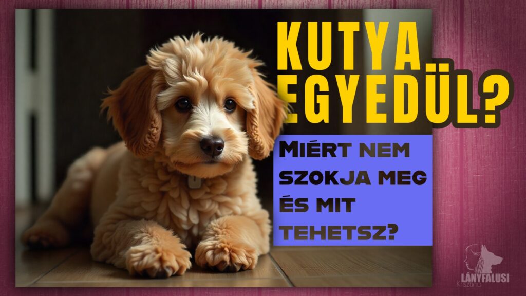 Kutya egyedül fekszik a padlón szomorúan.