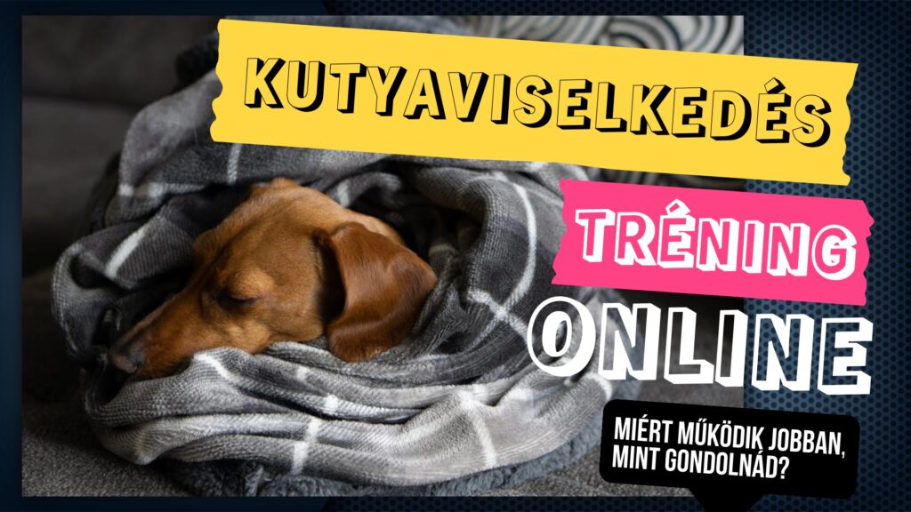 Egy tacskó kölyökkutya melegen bebugyolálva egy kockás takaróba bent alszik online kutyaviselkedés tréning online után.