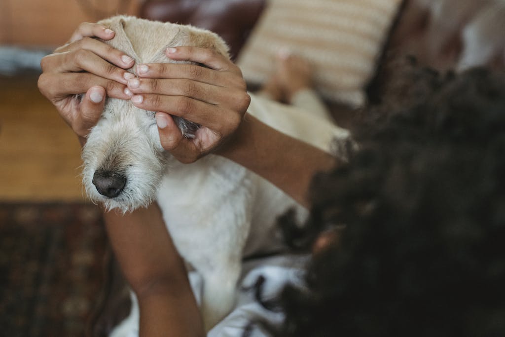 A woman gently covering her dog's eyes, creating a cozy bond indoors on a couch.