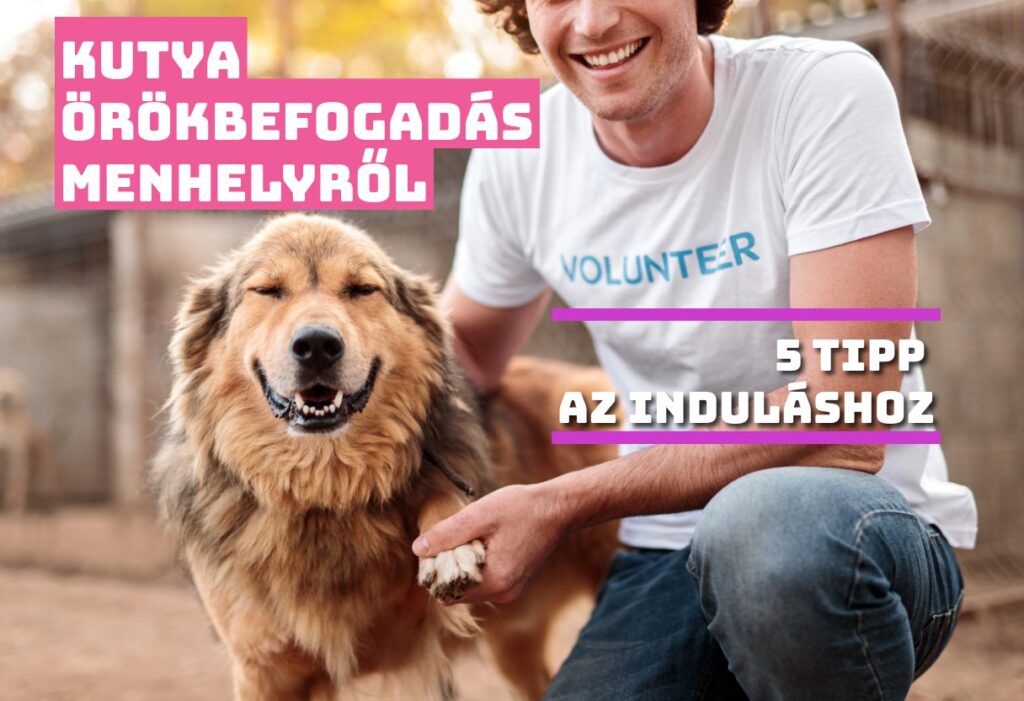 Kutya örökbefogadás előtt a menhely férfi önkéntes dolgozójával.
