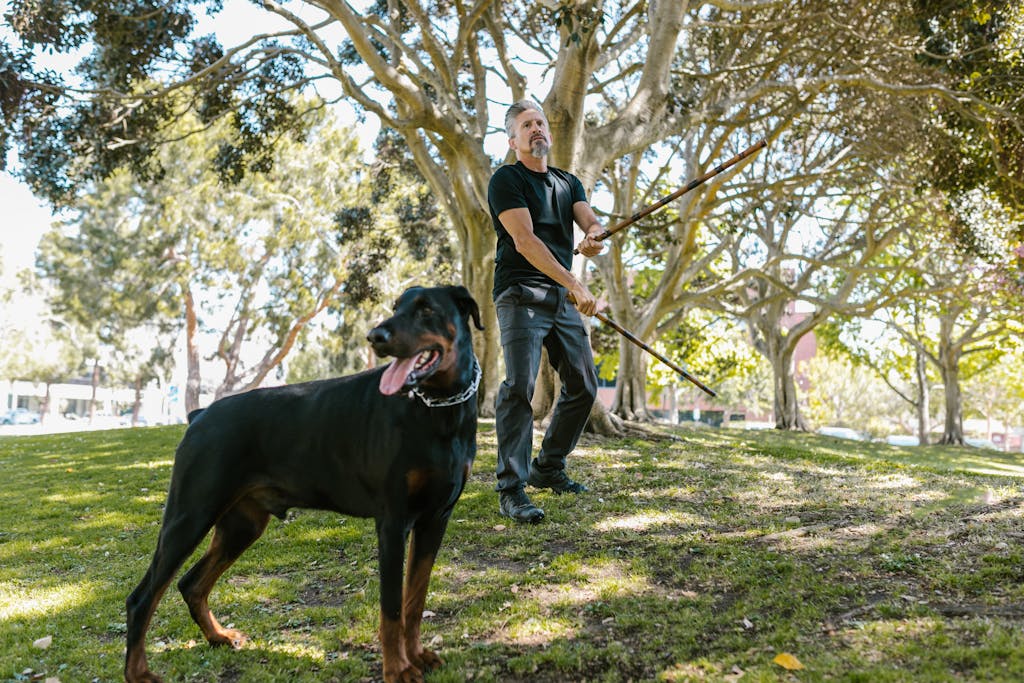 Egy férfi arnis botokkal edz egy dobermann mellett egy napos parkban kutyakiképzés etikai irányelvekkel ellentétben.