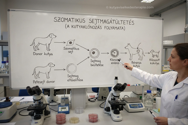 Egy tudós a laborjában magyarázza a szomatikus sejtmagátültetést a tábláján lévő rajzokra mutatva.