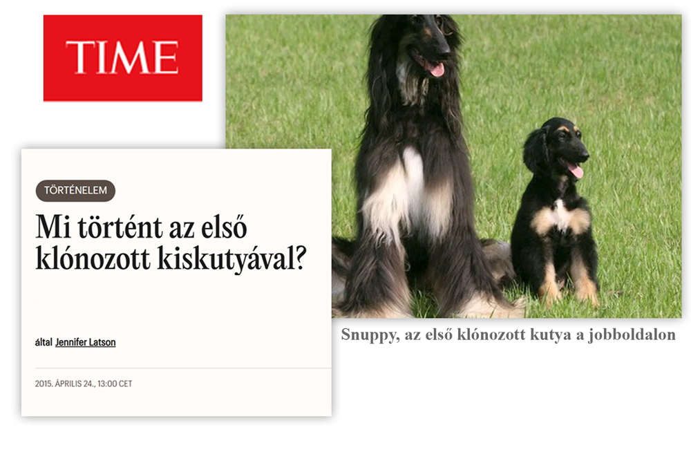 Snuppy, az elsőklónozott kutya egy Time magazin cikkben.