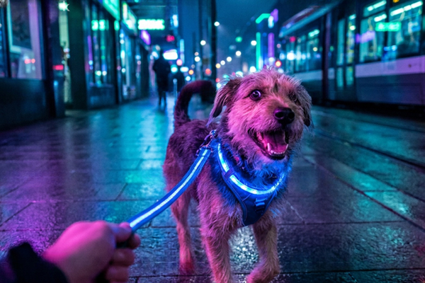 Kutya neon fényben az utcán áll pórázzal, kutyasétáltatás közben.