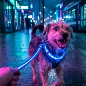 Kutya neon fényben az utcán áll pórázzal, kutyasétáltatás közben.