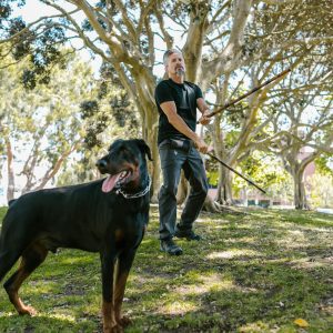 Egy férfi arnis botokkal edz egy dobermann mellett egy napos parkban kutyakiképzés etikai irányelvekkel ellentétben.