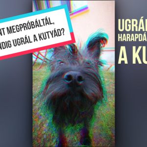 Kutyaugrálás megszüntetése