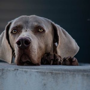 Szürke vizsla a szeparációs szorongás kutyáknál tüneteit mutatva szomorúan támasztja az állát a kerítésen.
