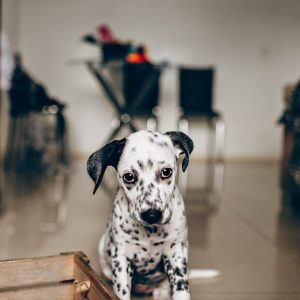 Egy dalmata kutya szeparációs szorongástól szomorúan ül egy nappaliban és a kamerába néz.